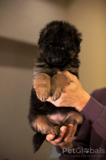 Photo №1. german shepherd - for sale in the city of Kiev | 528$ | Announcement № 127184