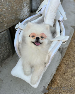 Photo №2 to announcement № 166384 for the sale of pomeranian - buy in United States breeder