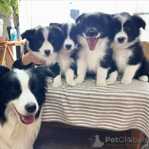 Photo №1. border collie - for sale in the city of Berlin | 1004$ | Announcement № 99476