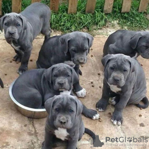 Photo №3. stunning cane corso puppies Business WhatsApp 37256062792. Finland