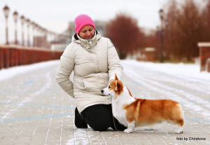 Photo №1. welsh corgi - for sale in the city of Москва | 1189$ | Announcement № 6152