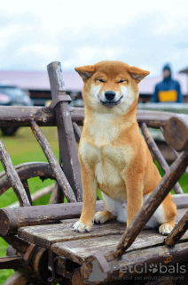 Photo №3. Shiba Inu puppy. Belarus