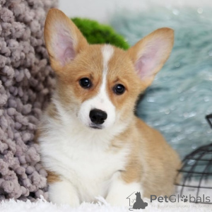 Photo №4. I will sell welsh corgi in the city of Sorry.  - price - 826$