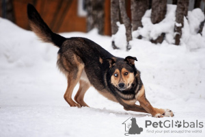 Photo №3. A blue-eyed handsome man named Bruno is waiting for his man.. Russian Federation