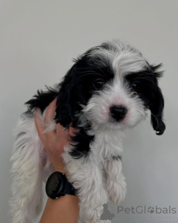 Photo №1. cavalier king charles spaniel - for sale in the city of Tandel | negotiated | Announcement № 158450