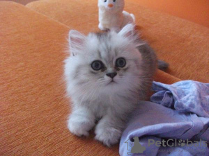 Photo №2 to announcement № 25460 for the sale of persian cat - buy in United Kingdom private announcement