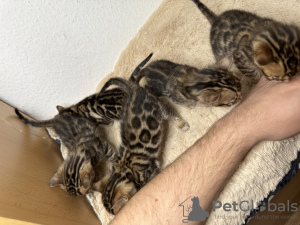 Additional photos: Gorgeous Bengal kittens