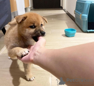 Photo №1. shiba inu - for sale in the city of Berlin | 370$ | Announcement № 107523