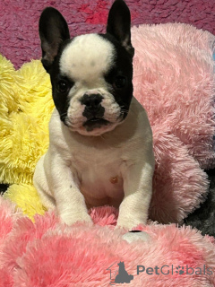 Photo №2 to announcement № 167227 for the sale of french bulldog - buy in France 
