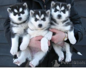 Photo №1. siberian husky - for sale in the city of Antwerp | Is free | Announcement № 160349