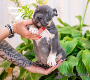 Photo №3. Handsome American Bully. Russian Federation
