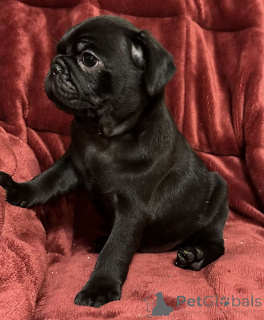 Photo №2 to announcement № 172075 for the sale of pug - buy in France private announcement