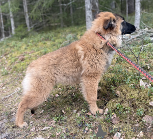 Photo №3. Belgian shepherd Tervyuren. Latvia