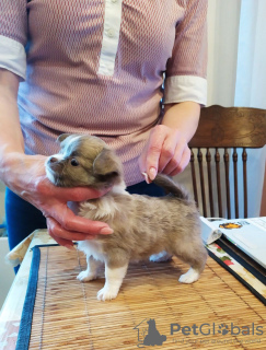 Photo №2 to announcement № 105041 for the sale of chihuahua - buy in Germany breeder