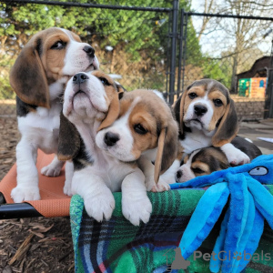 Photo №1. beagle - for sale in the city of Paderborn | 380$ | Announcement № 124728