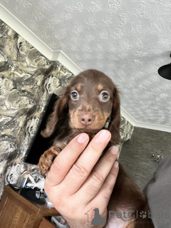 Photo №4. I will sell dachshund in the city of Bremen. private announcement - price - 1412$