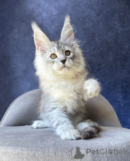 Photo №2 to announcement № 169877 for the sale of maine coon - buy in Germany breeder