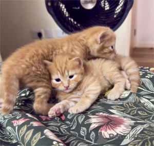 Photo №1. british shorthair - for sale in the city of Bergkamen | 329$ | Announcement № 153366