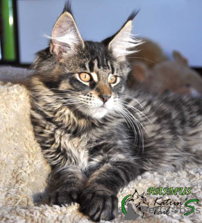 Photo №1. maine coon - for sale in the city of St. Petersburg | 739$ | Announcement № 9394