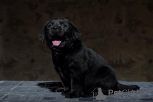 Additional photos: Labrador puppies