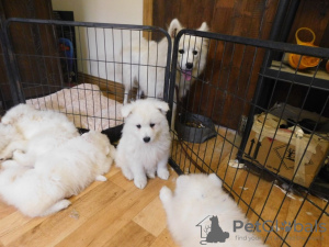 Photo №1. pomeranian - for sale in the city of Adutiškis | 528$ | Announcement № 12225