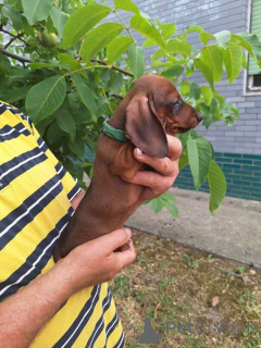 Photo №1. dachshund - for sale in the city of Novi bečej | negotiated | Announcement № 174475