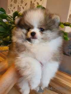 Photo №1. pomeranian - for sale in the city of Aurich | negotiated | Announcement № 166156