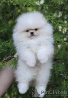 Photo №4. I will sell pomeranian in the city of Аланья. private announcement, breeder - price - negotiated