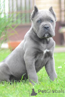 Photo №3. Top quality Cane Corso puppies. Serbia