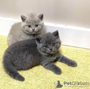 Photo №2 to announcement № 121942 for the sale of british shorthair - buy in Kuwait 