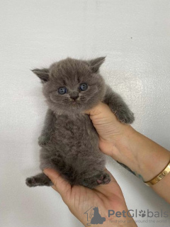 Photo №1. british shorthair - for sale in the city of Штутгарт | negotiated | Announcement № 100392