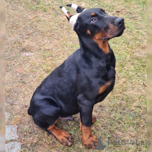 Photo №1. dobermann - for sale in the city of Munich | 847$ | Announcement № 149002
