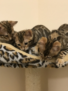 Additional photos: Bengal kittens are waiting for their new Parents !!!