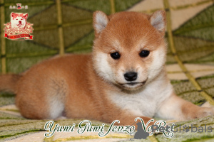 Photo №1. shiba inu - for sale in the city of Khmelnitsky | negotiated | Announcement № 73351