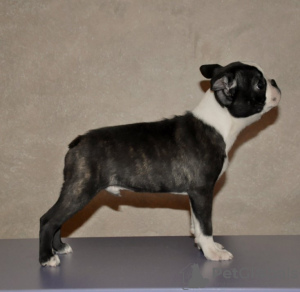 Photo №2 to announcement № 19258 for the sale of boston terrier - buy in Russian Federation from nursery