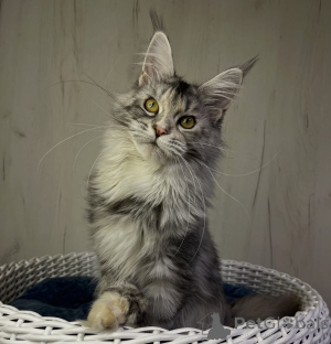Photo №2 to announcement № 161214 for the sale of maine coon - buy in United States breeder