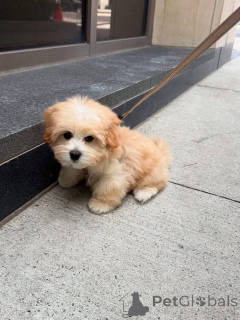 Photo №2 to announcement № 161562 for the sale of  - buy in United States 