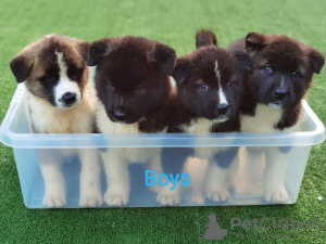 Photo №2 to announcement № 46203 for the sale of akita - buy in Netherlands private announcement