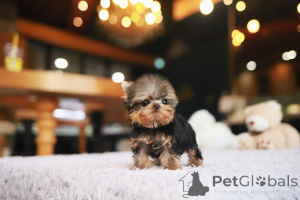 Photo №3. Dean Janet Kay puppies house. United States