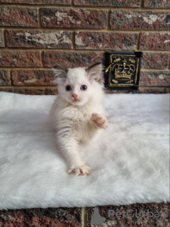 Photo №4. I will sell ragdoll in the city of Сквира. from nursery - price - negotiated