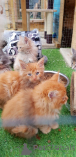 Photo №2 to announcement № 84015 for the sale of maine coon - buy in Germany private announcement