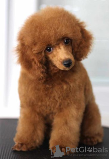 Photo №4. I will sell poodle (toy) in the city of Belgrade. breeder - price - negotiated