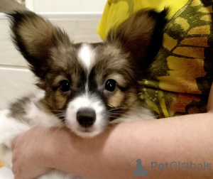 Additional photos: Gorgeous papillon boy