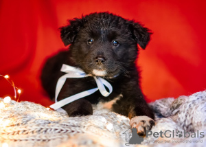 Photo №1. non-pedigree dogs - for sale in the city of Москва | Is free | Announcement № 13429