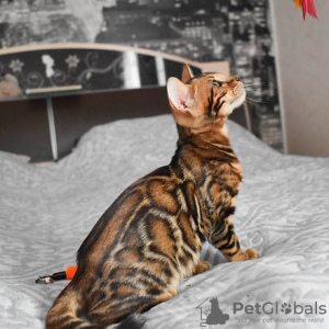 Photo №2 to announcement № 89449 for the sale of bengal cat - buy in Czech Republic 