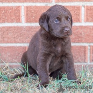 Photo №4. I will sell labrador retriever in the city of Berlin. private announcement - price - 516$