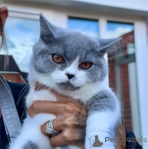 Photo №1. british shorthair - for sale in the city of Dahme-SPREWALD | 329$ | Announcement № 153578