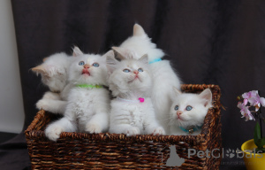 Photo №3. Creamy happiness wrapped in silky fur Sacred Birman kittens are looking for. Switzerland