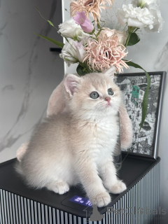 Photo №1. british shorthair - for sale in the city of Bielefeld | negotiated | Announcement № 175111