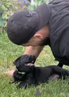 Photo №2 to announcement № 146093 for the sale of labrador retriever - buy in United States private announcement, from nursery, from the shelter, breeder